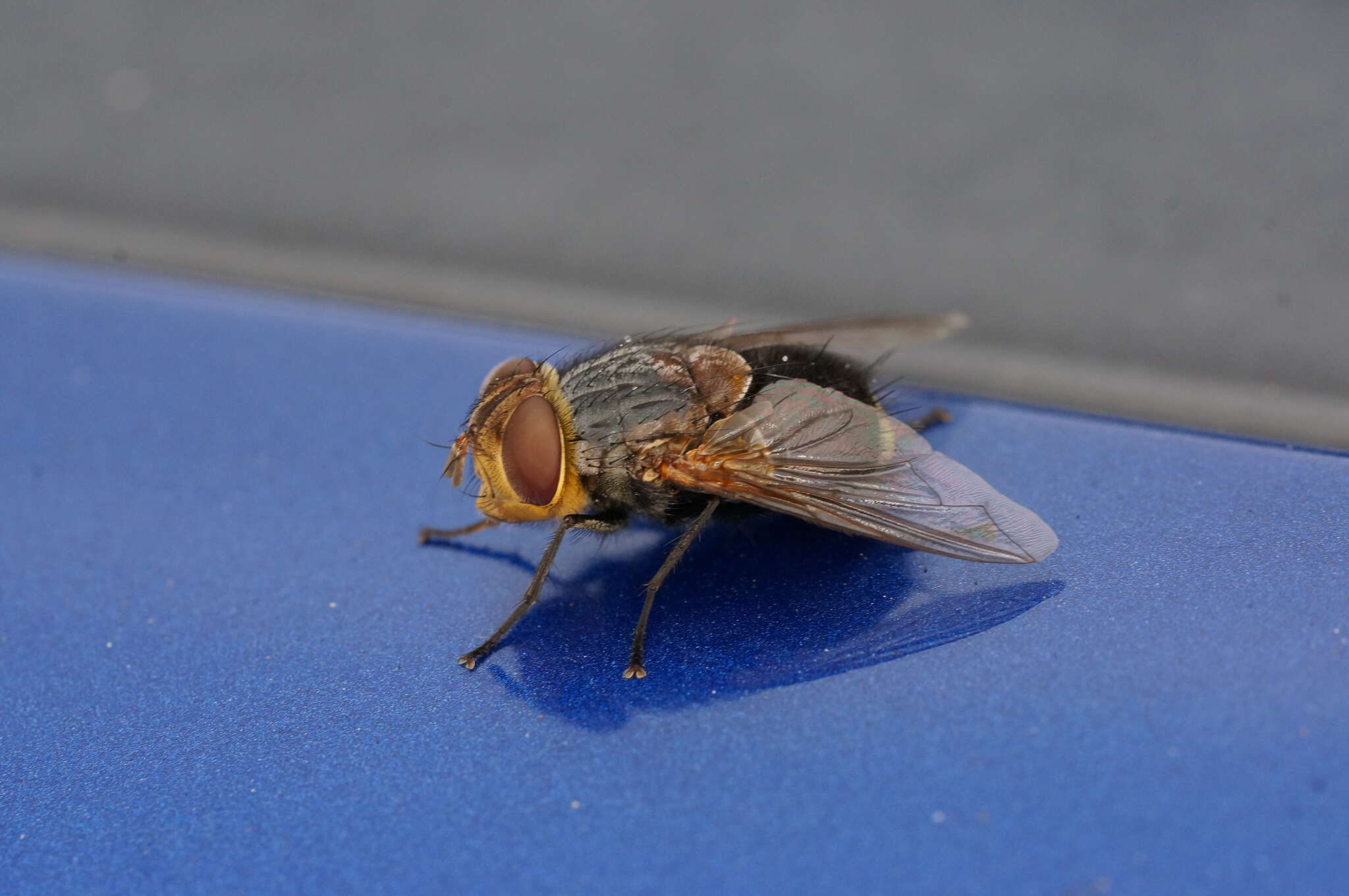 صورة Eurygastropsis tasmaniae (Walker 1858)