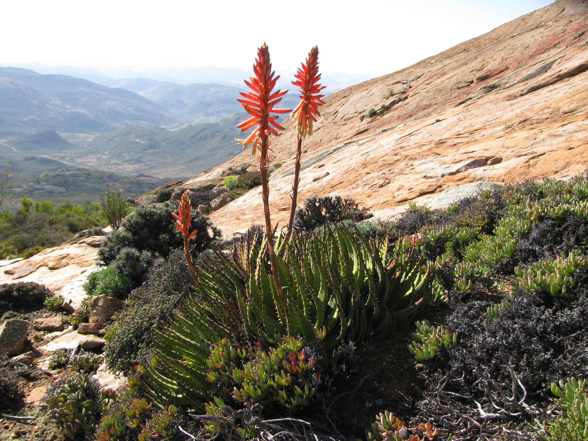 صورة Aloe melanacantha A. Berger