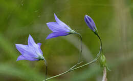 Image of Campanula intercedens Witasek