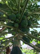 Image of papaya