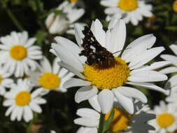 Image of Thyris usitata Butler 1879