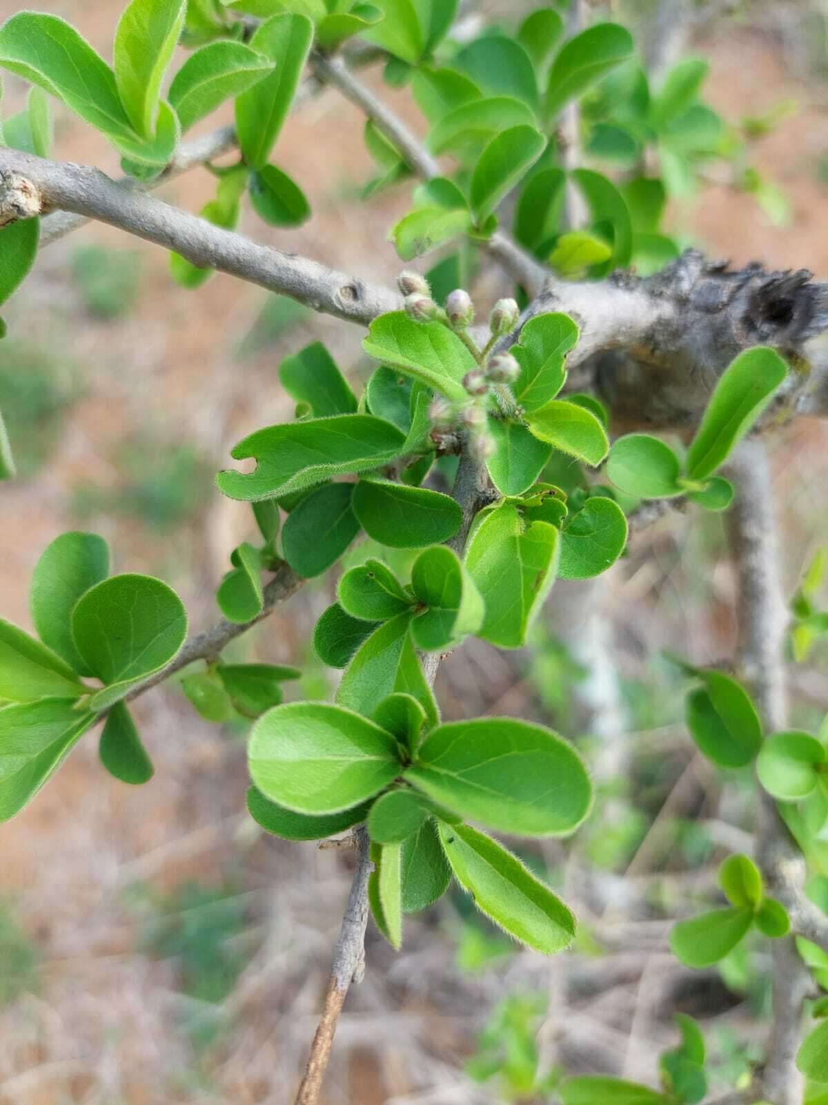 Image de Ehretia obtusifolia Hochst. ex DC.