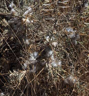 Imagem de Astragalus bethlehemiticus Boiss.