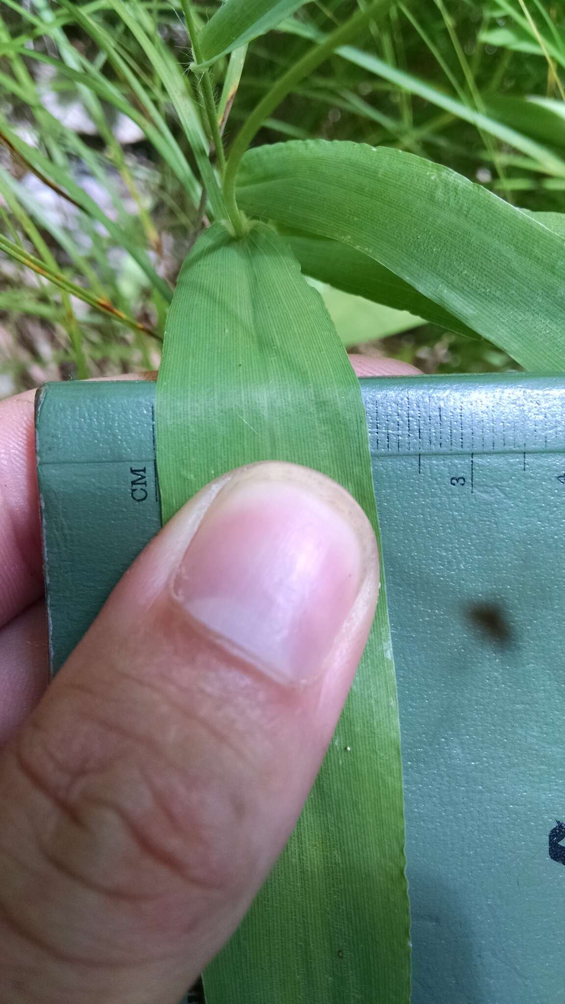 Image of slender rosette grass