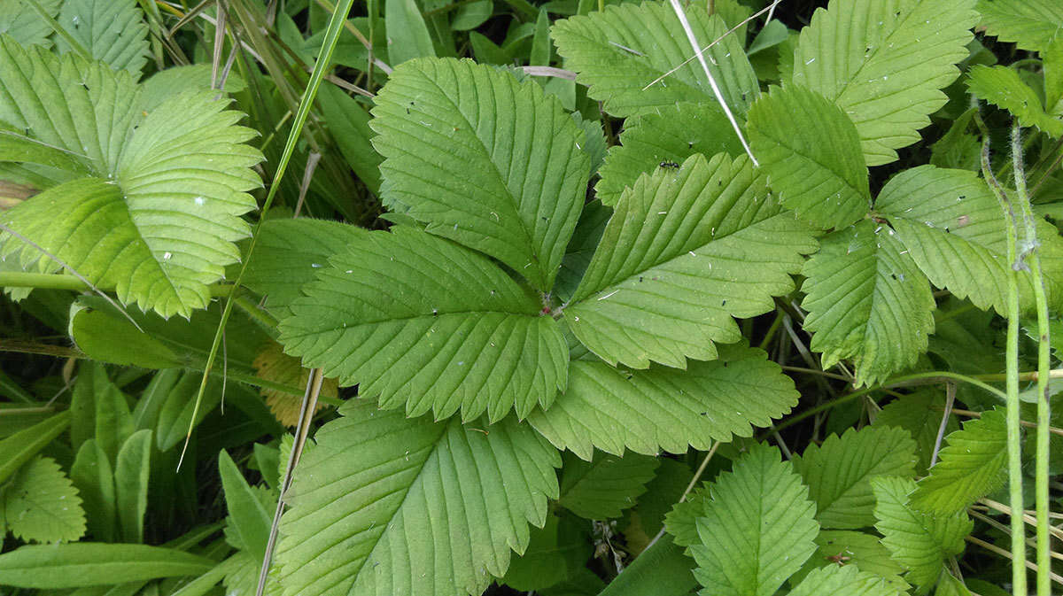 Image de Fragaria ×ananassa