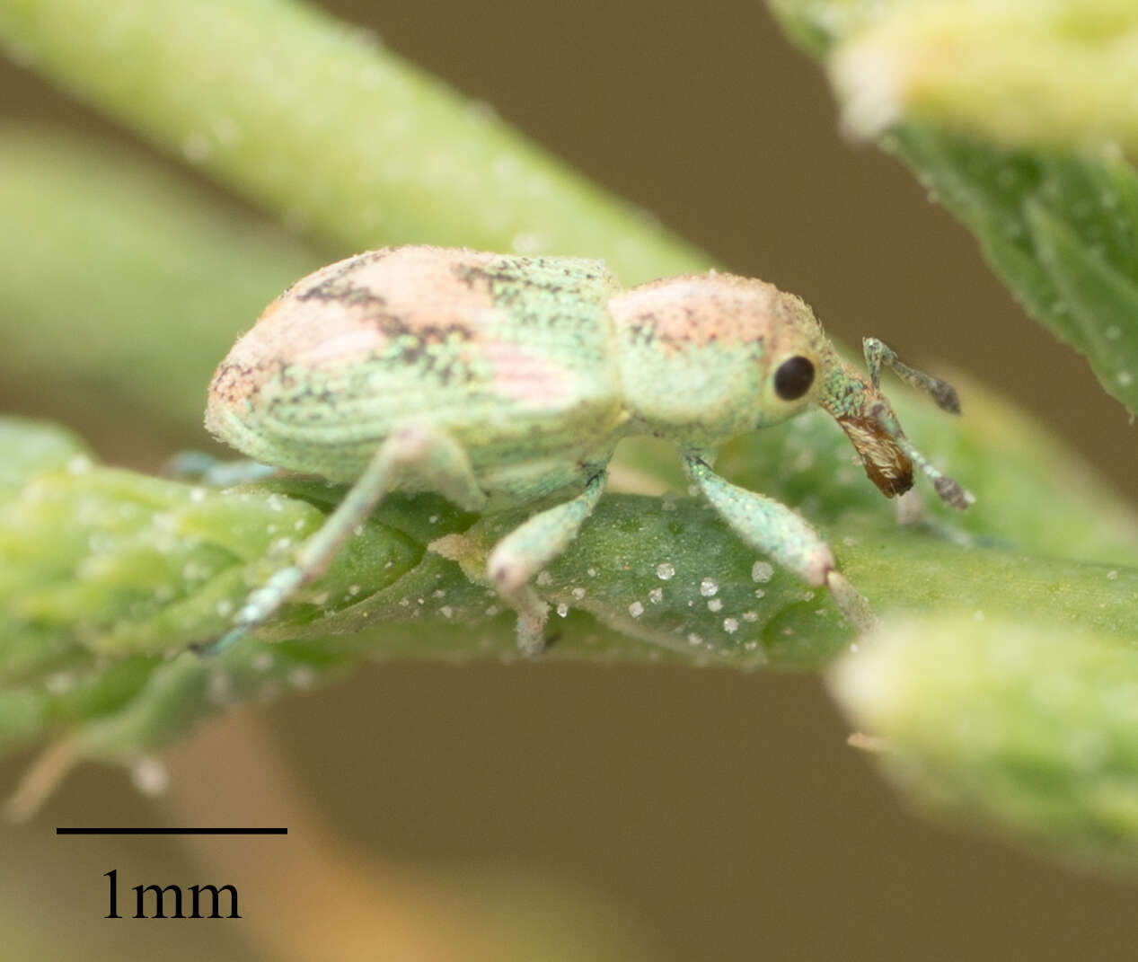 Image of Splendid tamarisk weevil