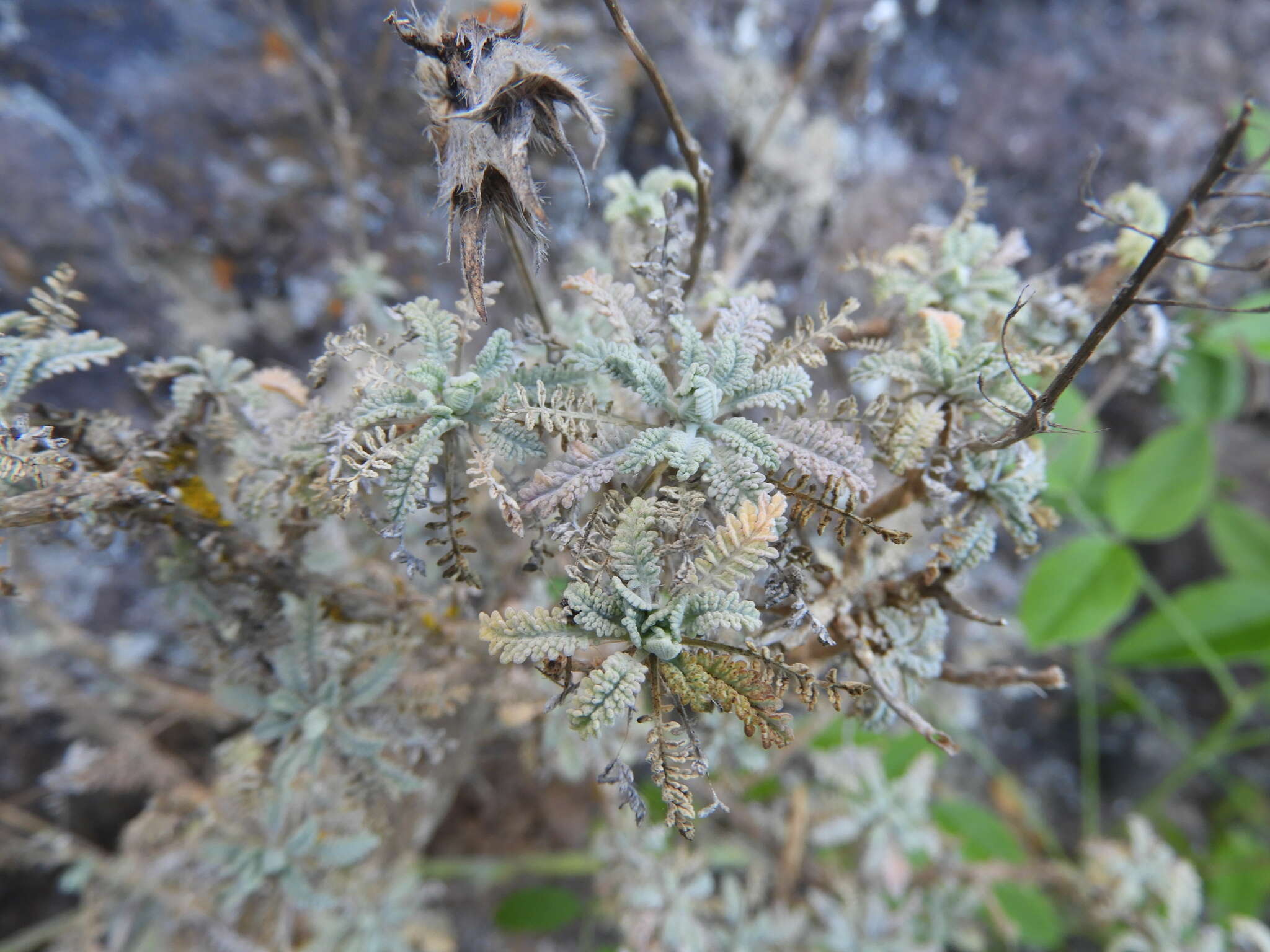 Image of Descurainia millefolia (Jacq.) Webb & Berthel.