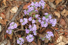 Image of Leucophyllum langmaniae L. D. Flyr