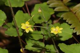 Image of golden insideout flower