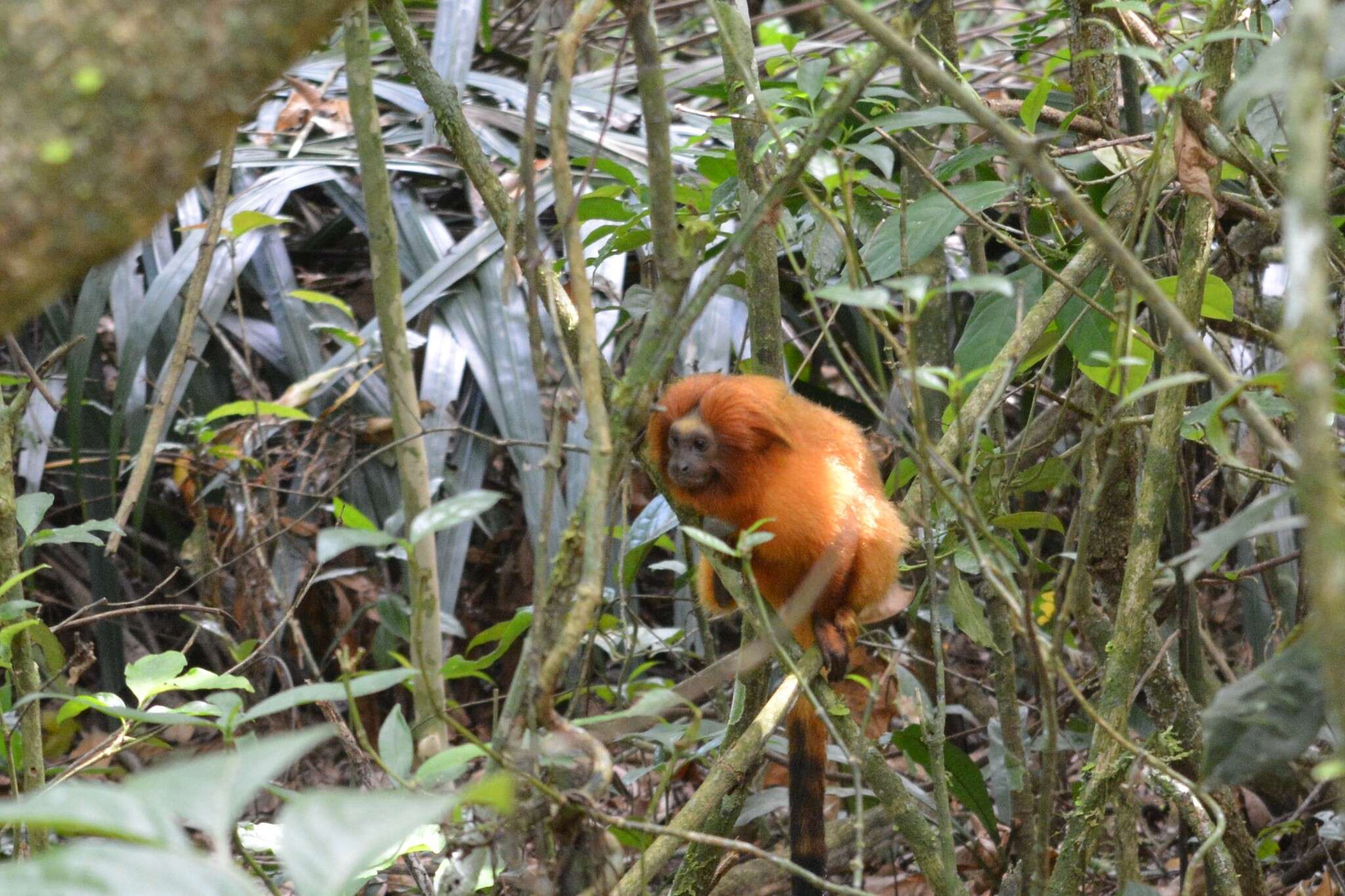 Image of Golden Lion Tamarin