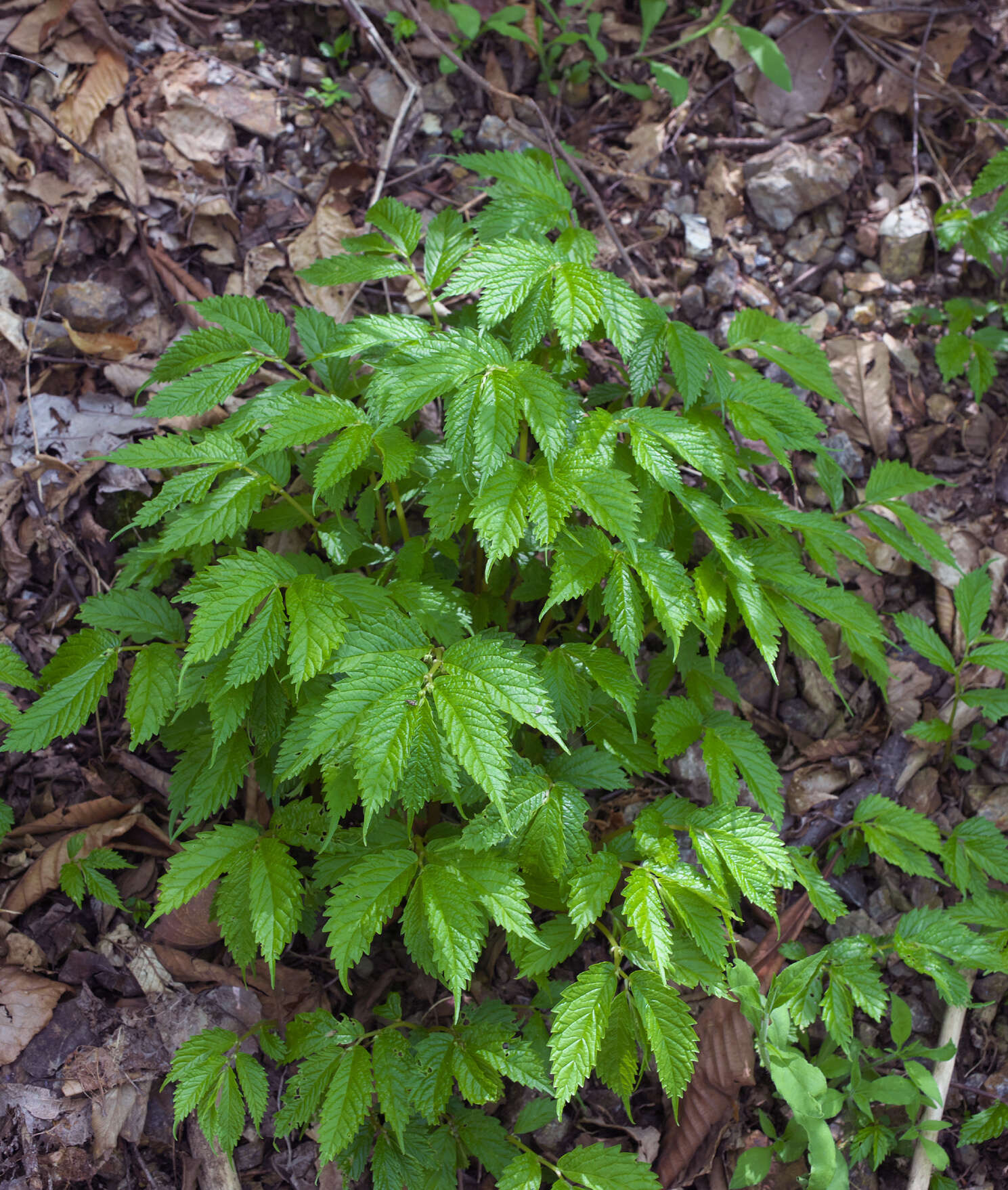 Image of Elatostema involucratum Franch. & Sav.