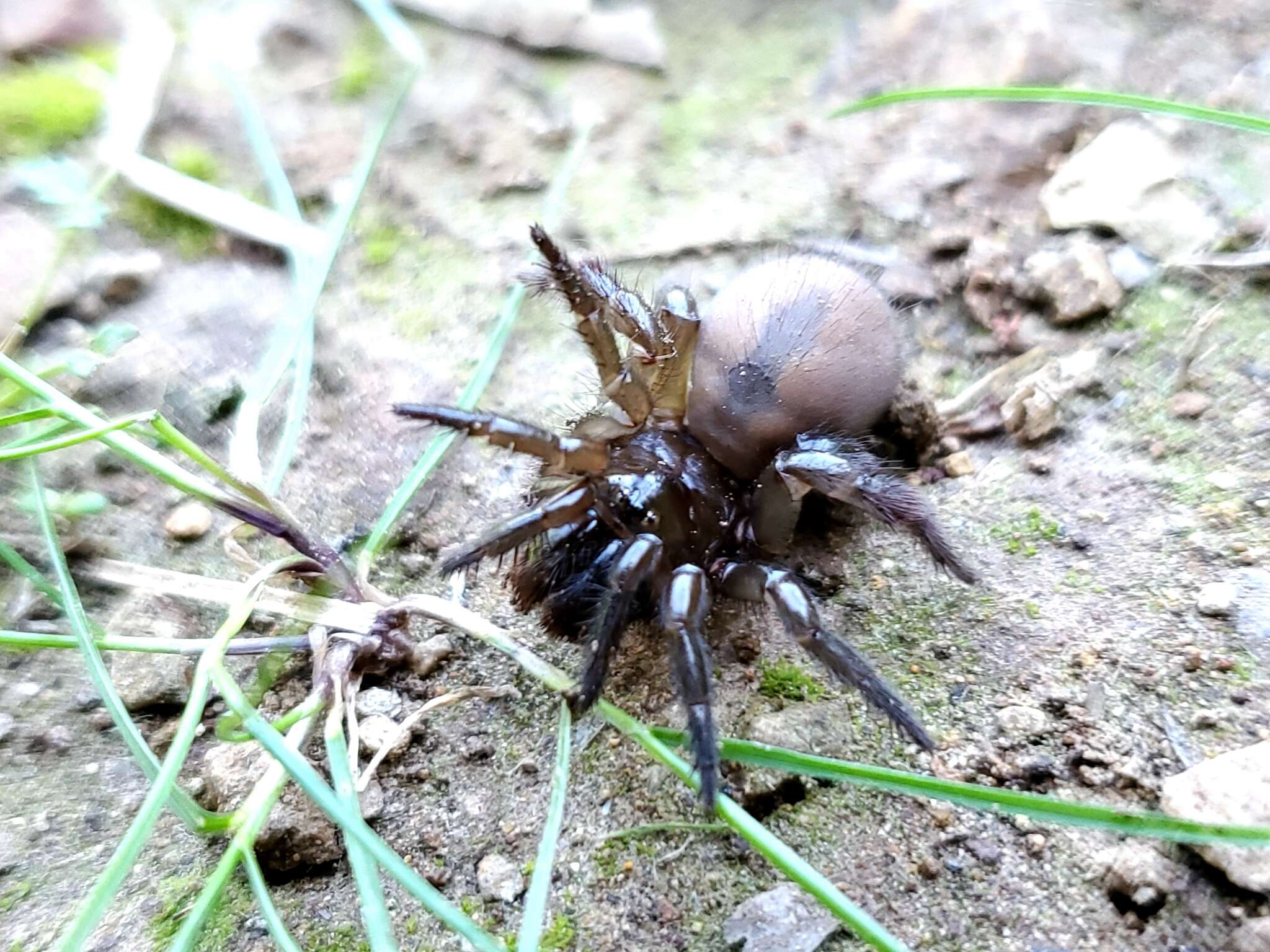 Image of Aliatypus gulosus Coyle 1974