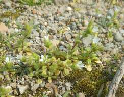 Image of Cerastium siculum Guss.