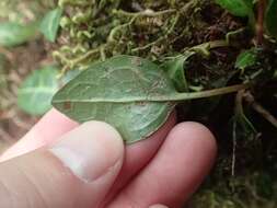 Image of Pyrola alboreticulata Hayata