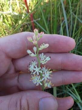 Image of coastal false asphodel