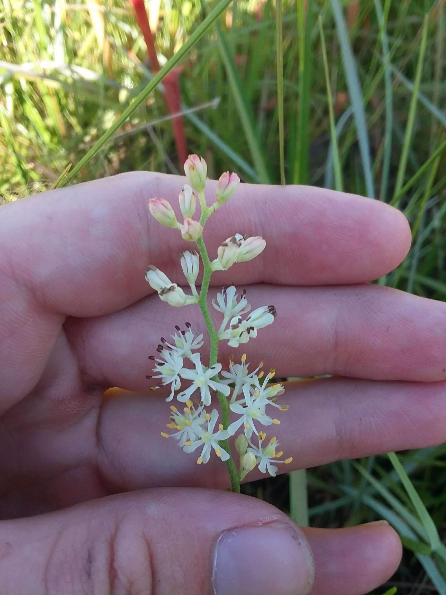 Image of coastal false asphodel