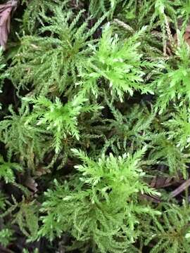 Image of leucolepis umbrella moss