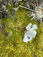 Image of Ourisia glandulosa Hook. fil.