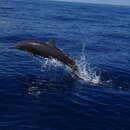Image of eastern spinner dolphin