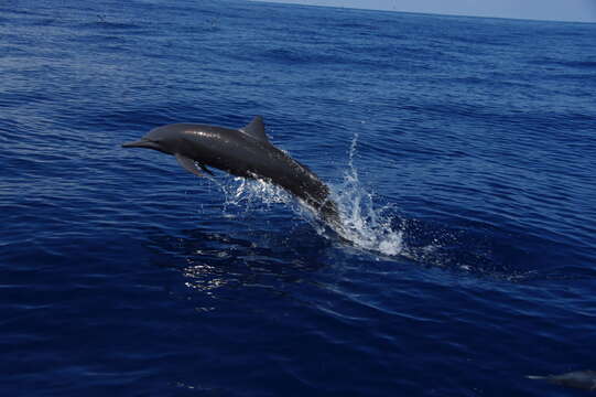 Image of eastern spinner dolphin