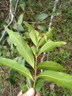 Image of Syzygium floribundum F. Müll.