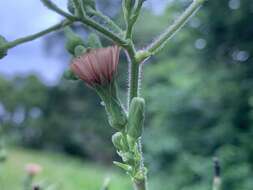 Lactuca formosana Maxim.的圖片