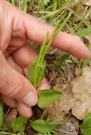 Image of Limestone Adder's-Tongue