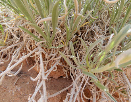 Image of Brenda's yellow cryptantha