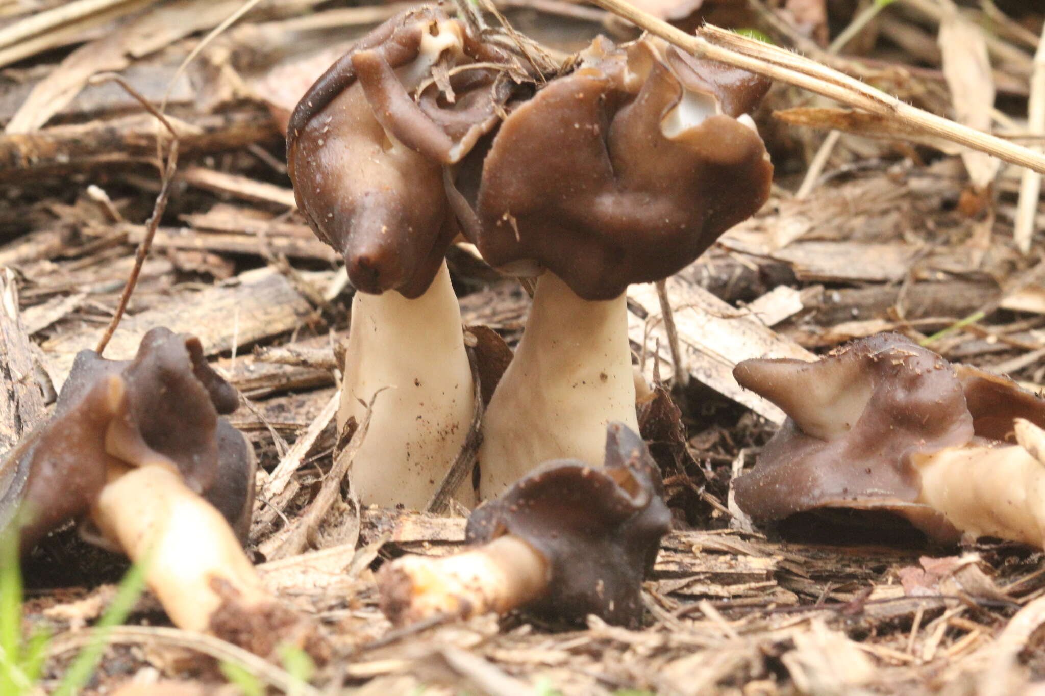 Helvella monachella (Scop.) Fr. 1822 resmi