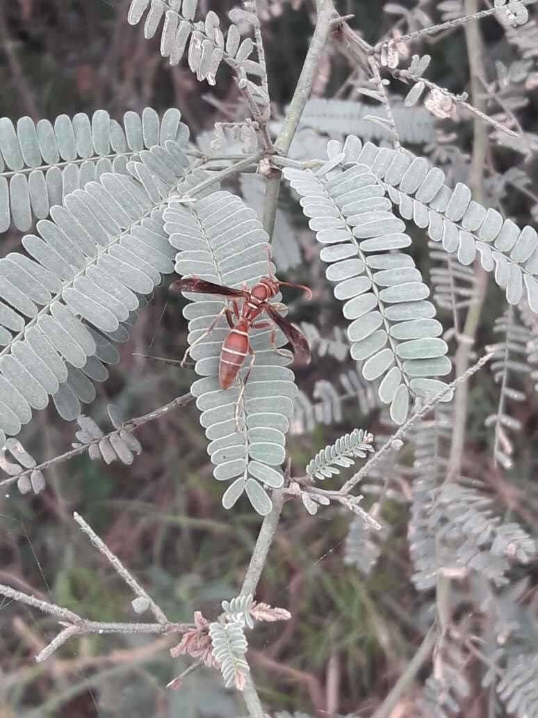 صورة Polistes arizonensis Snelling 1954