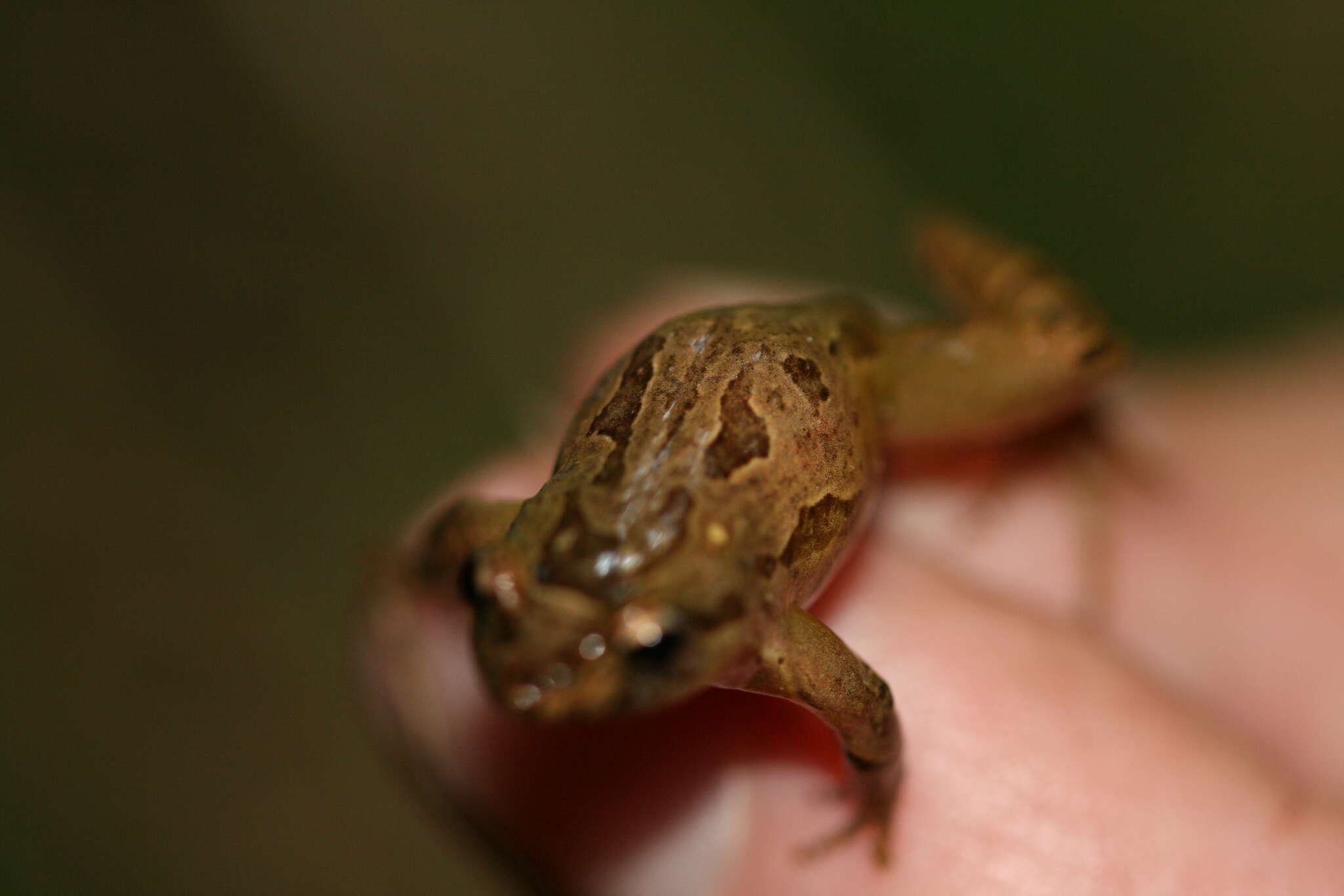 صورة Geocrinia leai (Fletcher 1898)