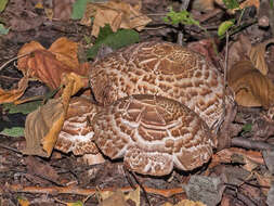 صورة Agaricus bohusii Bon 1983