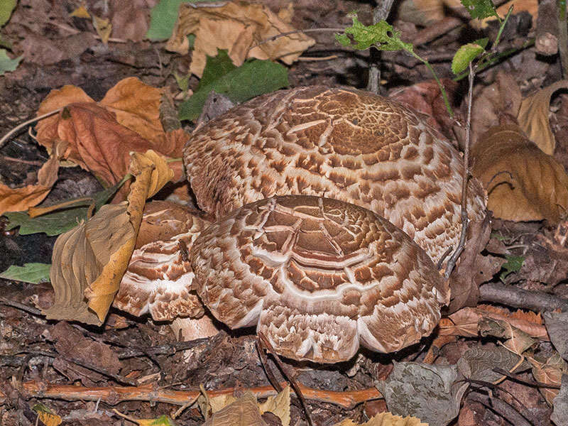 صورة Agaricus bohusii Bon 1983