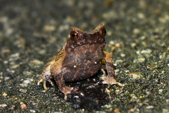 Image de Megophrys brachykolos Inger & Romer 1961