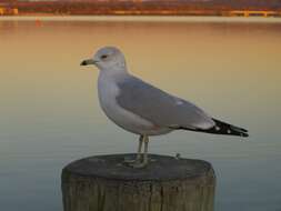 Image of Ring-billed Gull