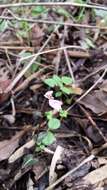 Image of Disperis tripetaloides (Thouars) Lindl.