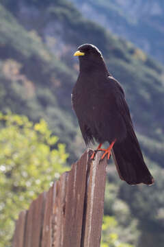 Image of Alpine Chough