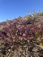 Mirabilis elegans (Choisy) Heimerl resmi