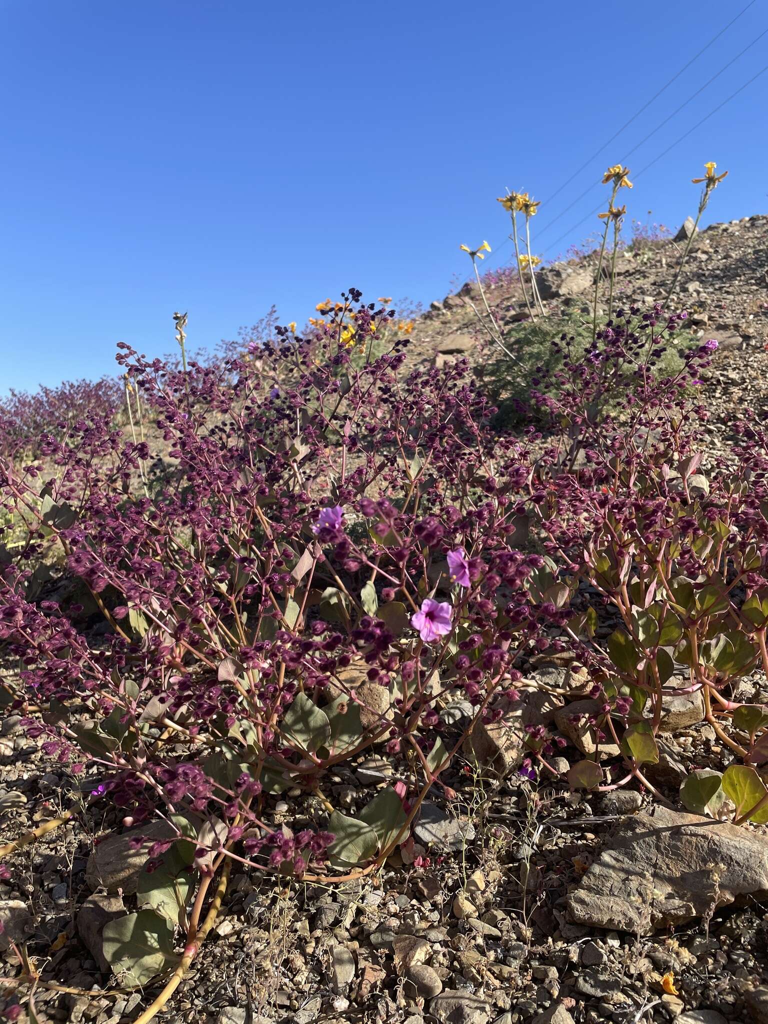 Mirabilis elegans (Choisy) Heimerl resmi