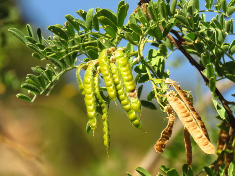 Imagem de Calpurnia villosa Harv.