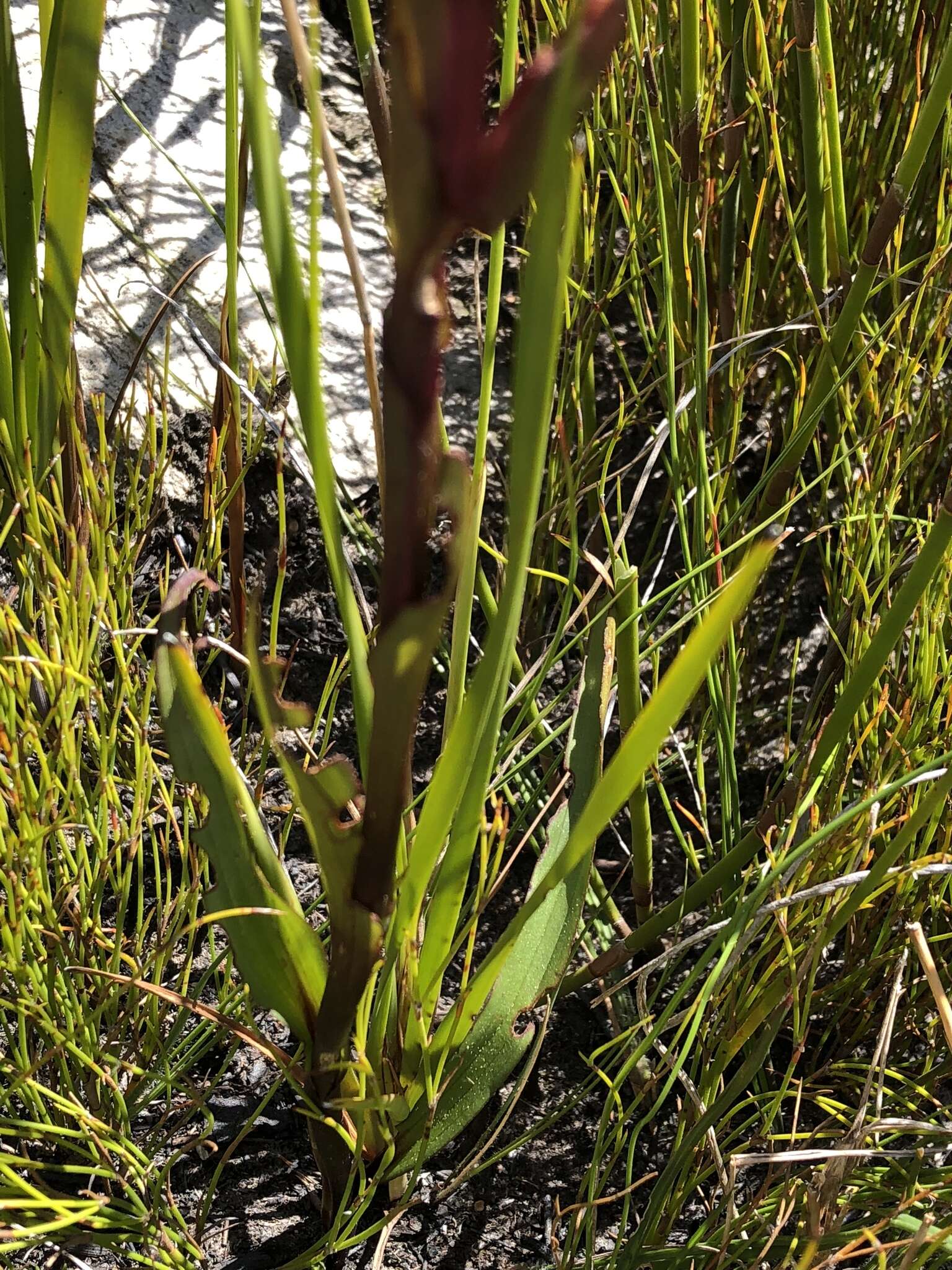 Image of Disa ophrydea (Lindl.) Bolus