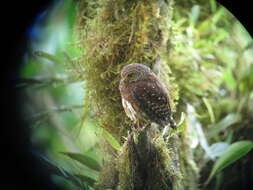 Image of Andean Pygmy Owl