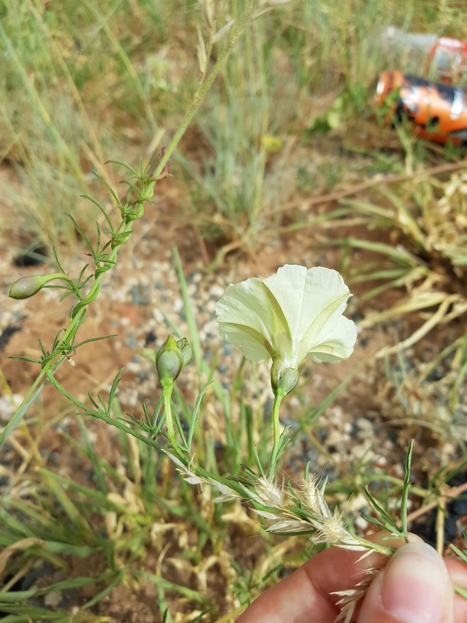 Image of Morning-glory