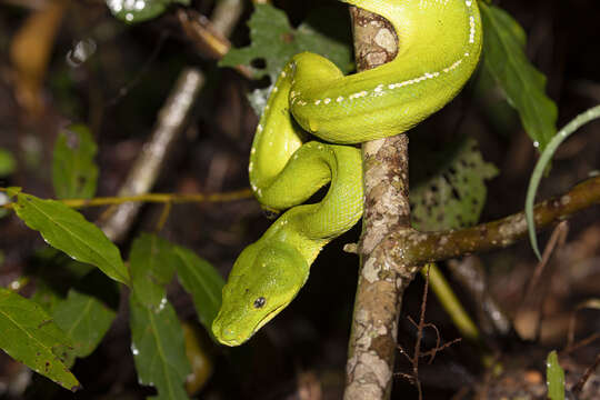 Image of Green Python