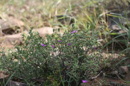 Imagem de Trichodiadema rogersiae L. Bol.