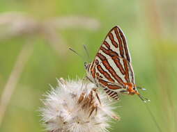 Image of Cigaritis vulcanus