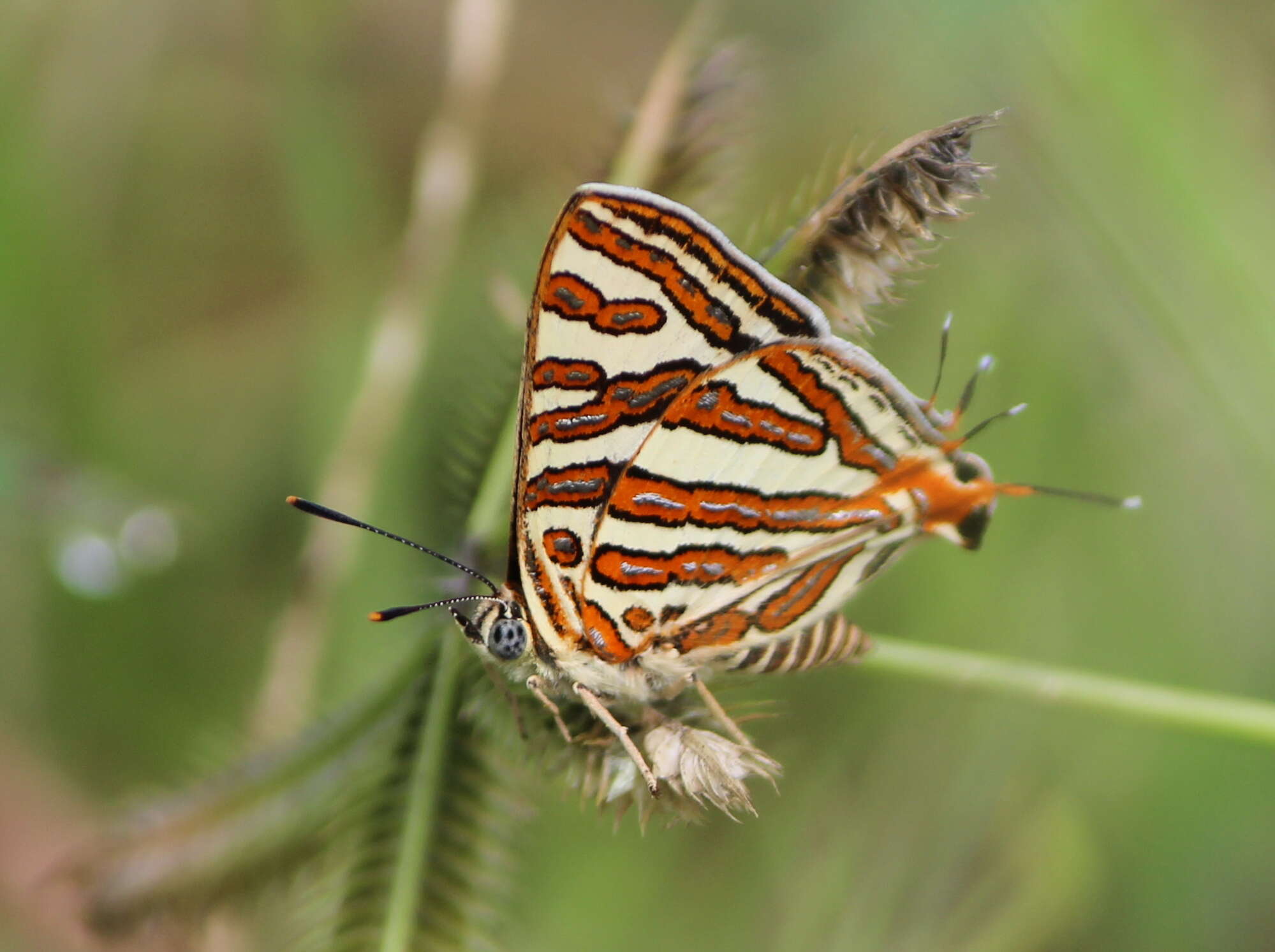 Image of Cigaritis vulcanus