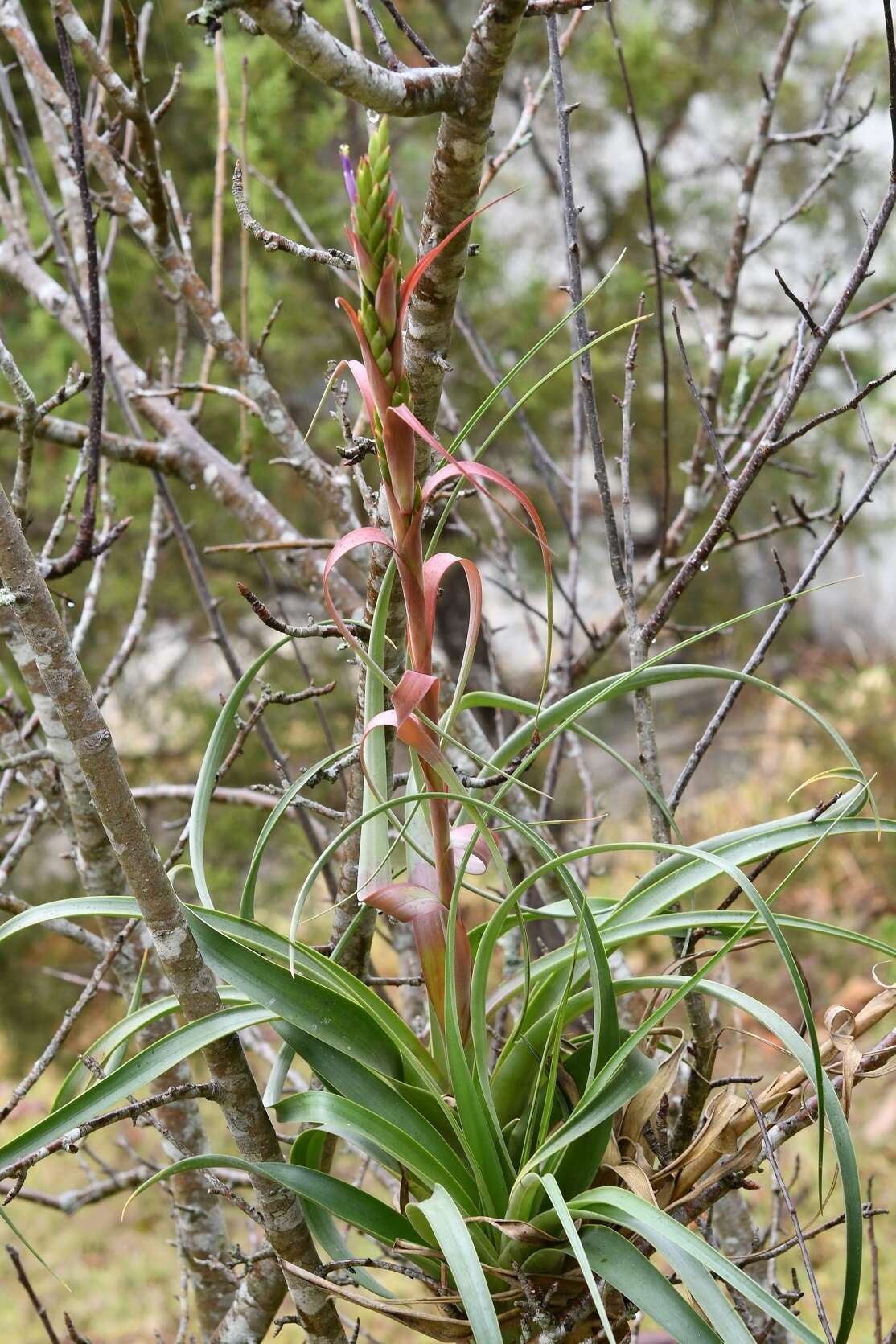 Imagem de Tillandsia belloensis W. Weber