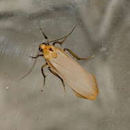 Image of buff footman