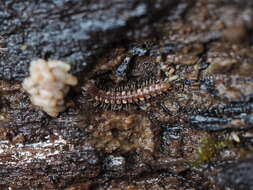 Image of Polydesmus complanatus illyricus Verhoeff 1898